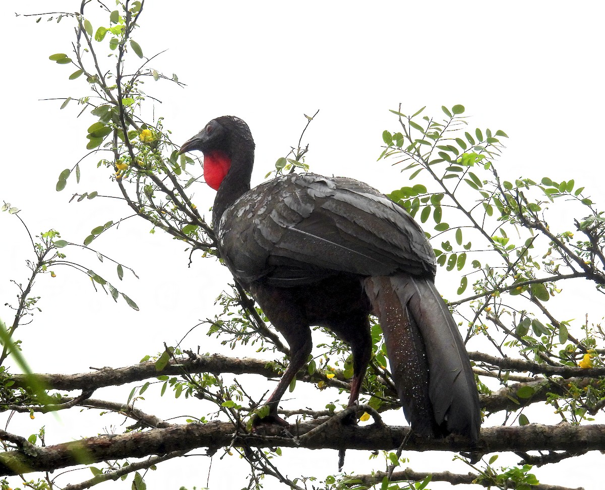 Crested Guan - ML615404722
