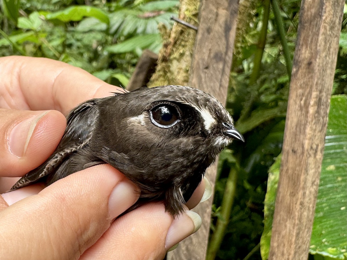 Spot-fronted Swift - ML615405338