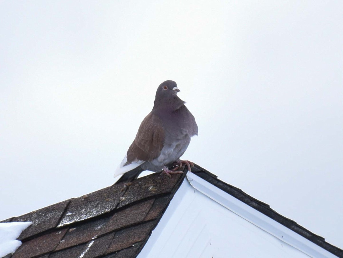 Rock Pigeon (Feral Pigeon) - ML615405348