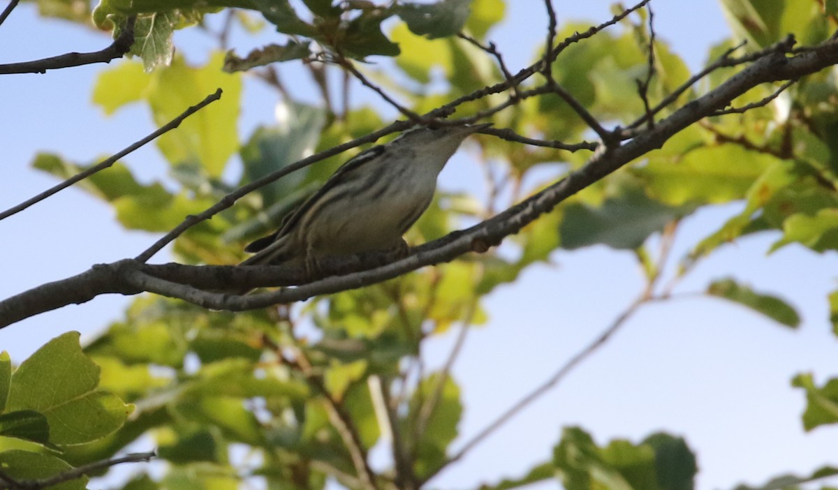 Black-and-white Warbler - ML615405358