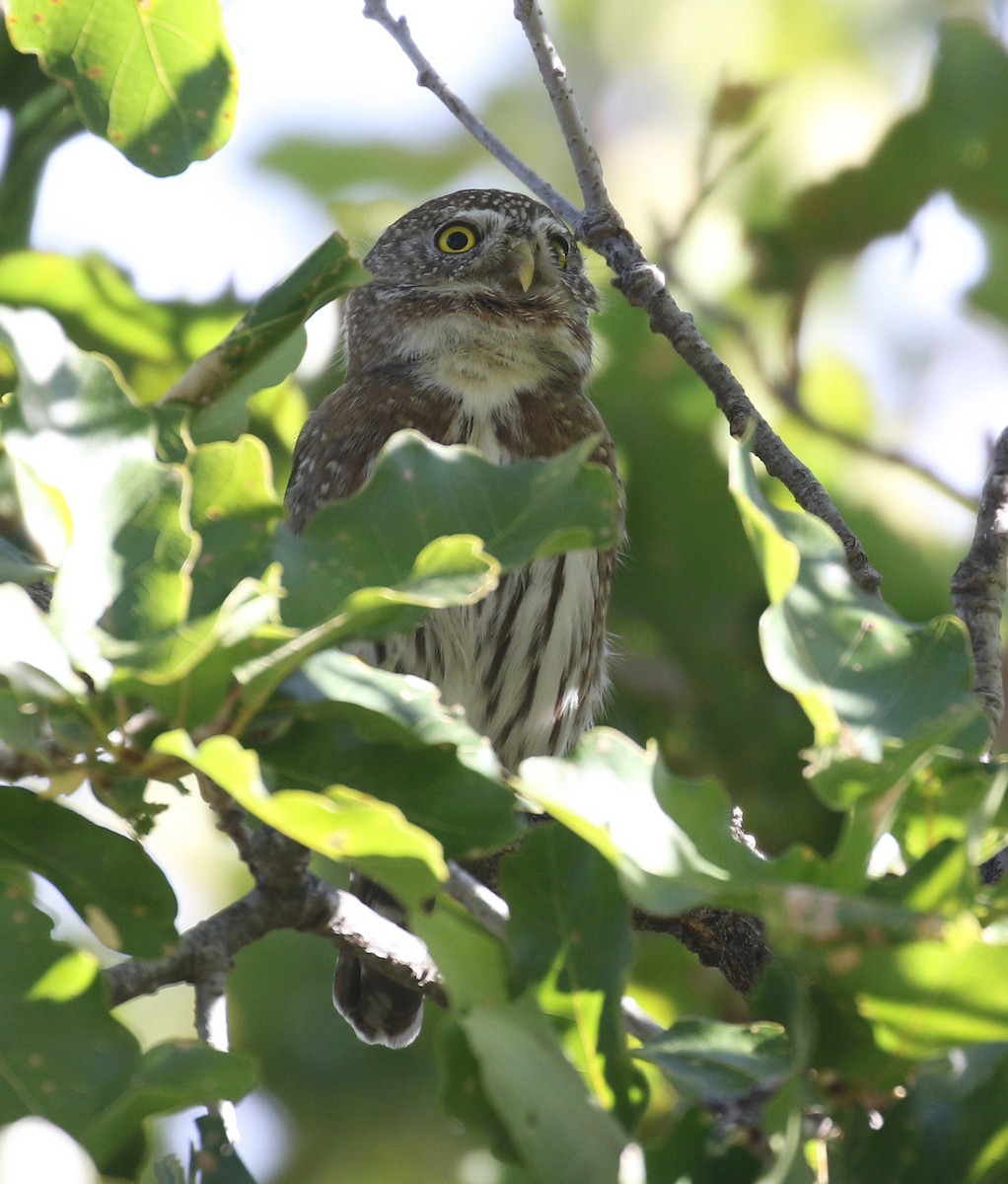 Northern Pygmy-Owl (Cape) - ML615405371