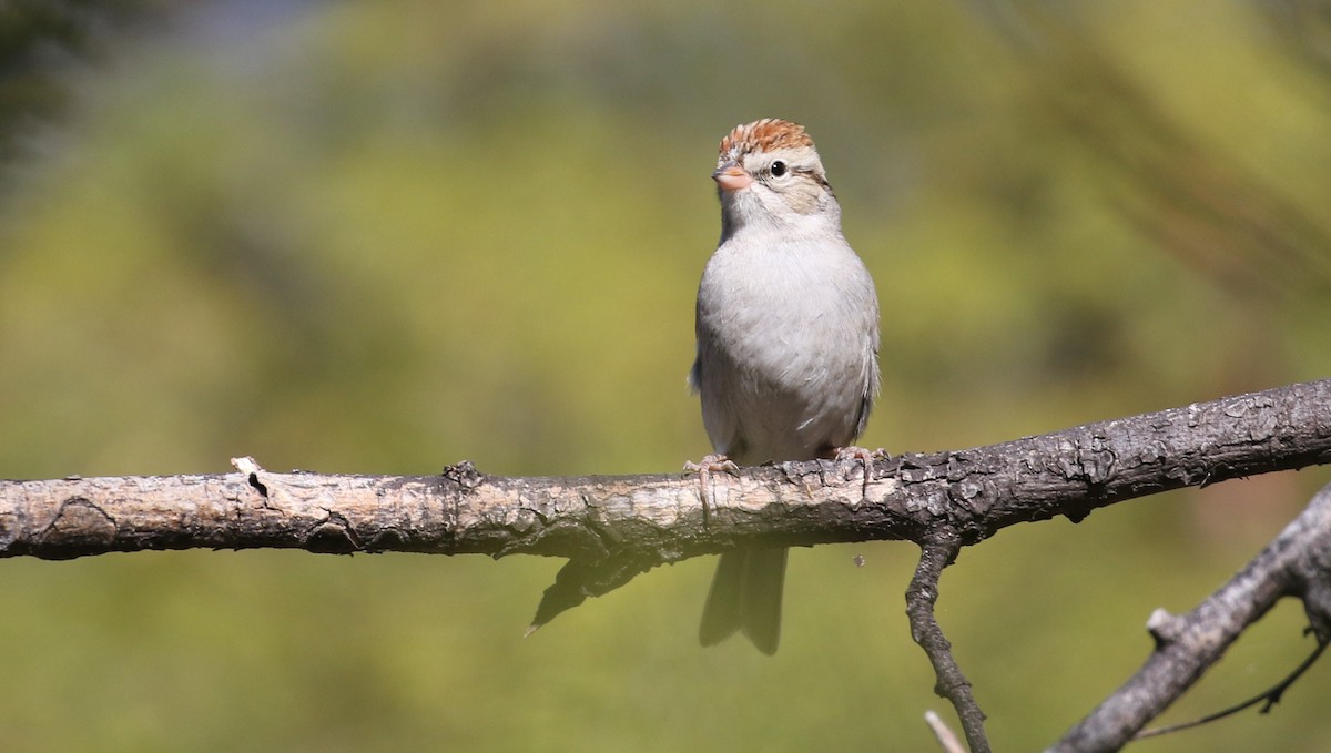 Chipping Sparrow - ML615405397