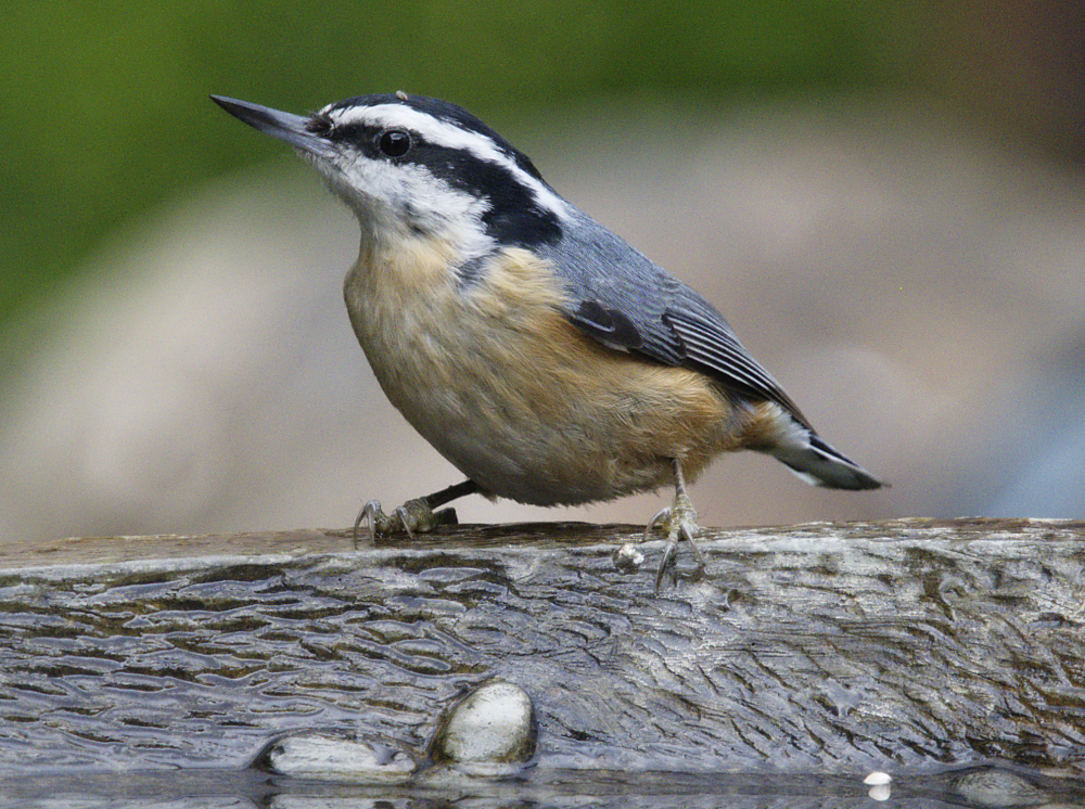 Red-breasted Nuthatch - ML615405686