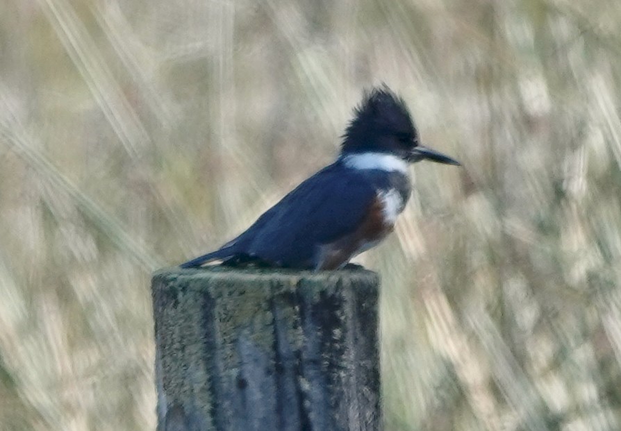 Belted Kingfisher - ML615405865