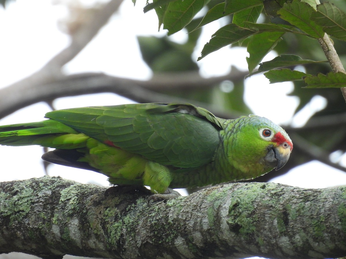 Red-lored Parrot - ML615405868