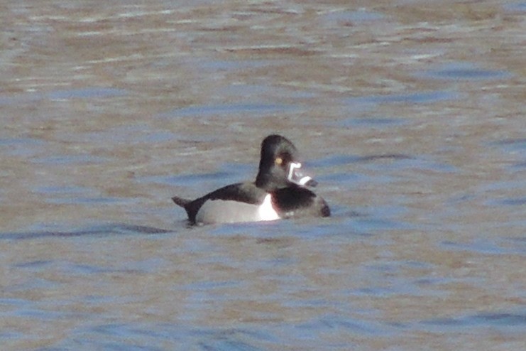 Ring-necked Duck - ML615405997