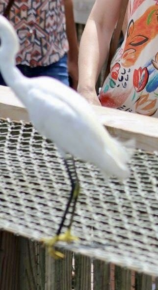 Snowy Egret - Andrew Wappat