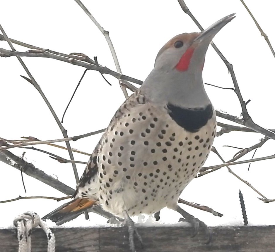 Northern Flicker (Yellow-shafted x Red-shafted) - ML615406097
