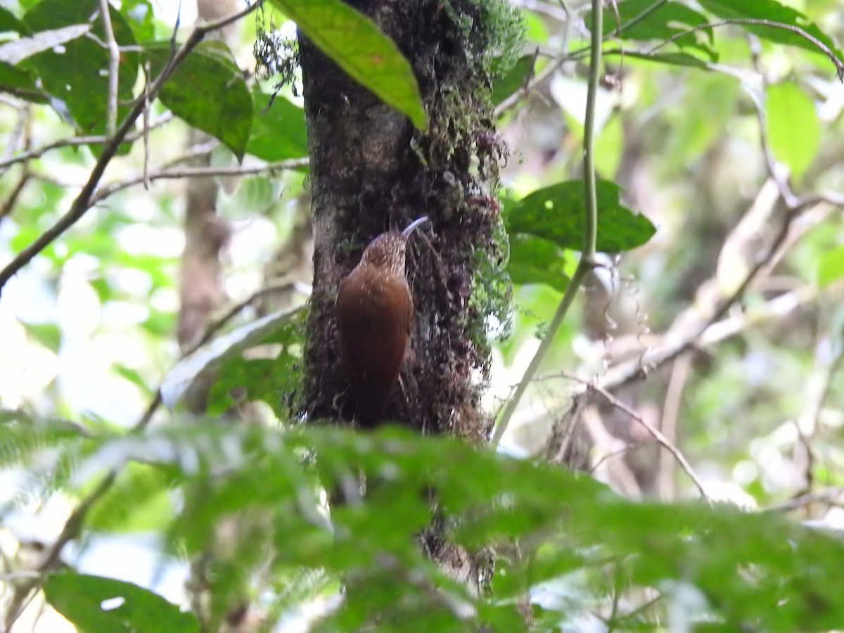 Spot-crowned Woodcreeper (Northern) - ML615406113