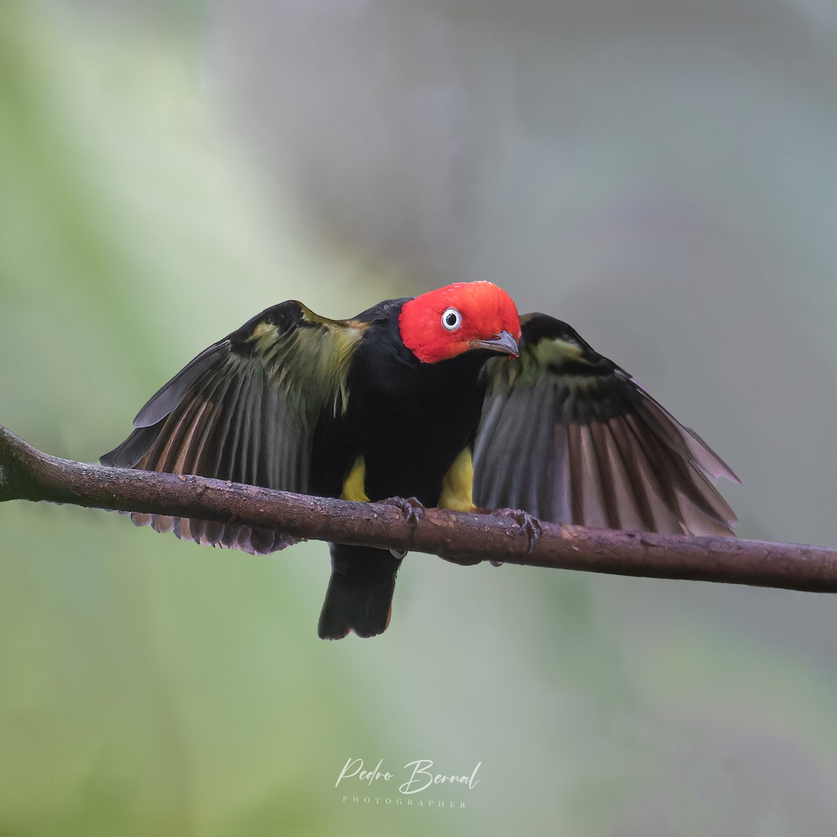 Red-capped Manakin - ML615406123