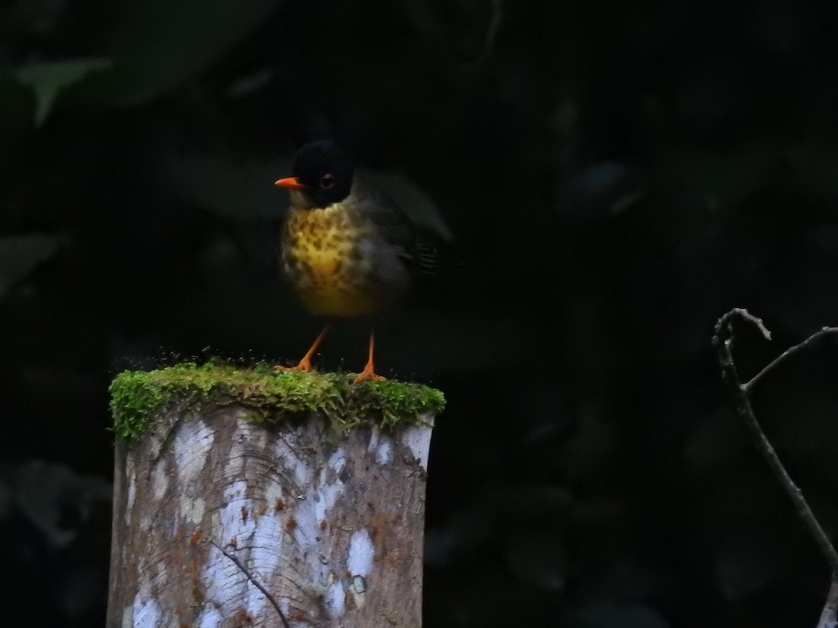 Yellow-throated Nightingale-Thrush - Otto Alvarado