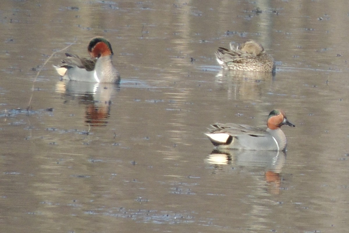 Green-winged Teal - ML615406198