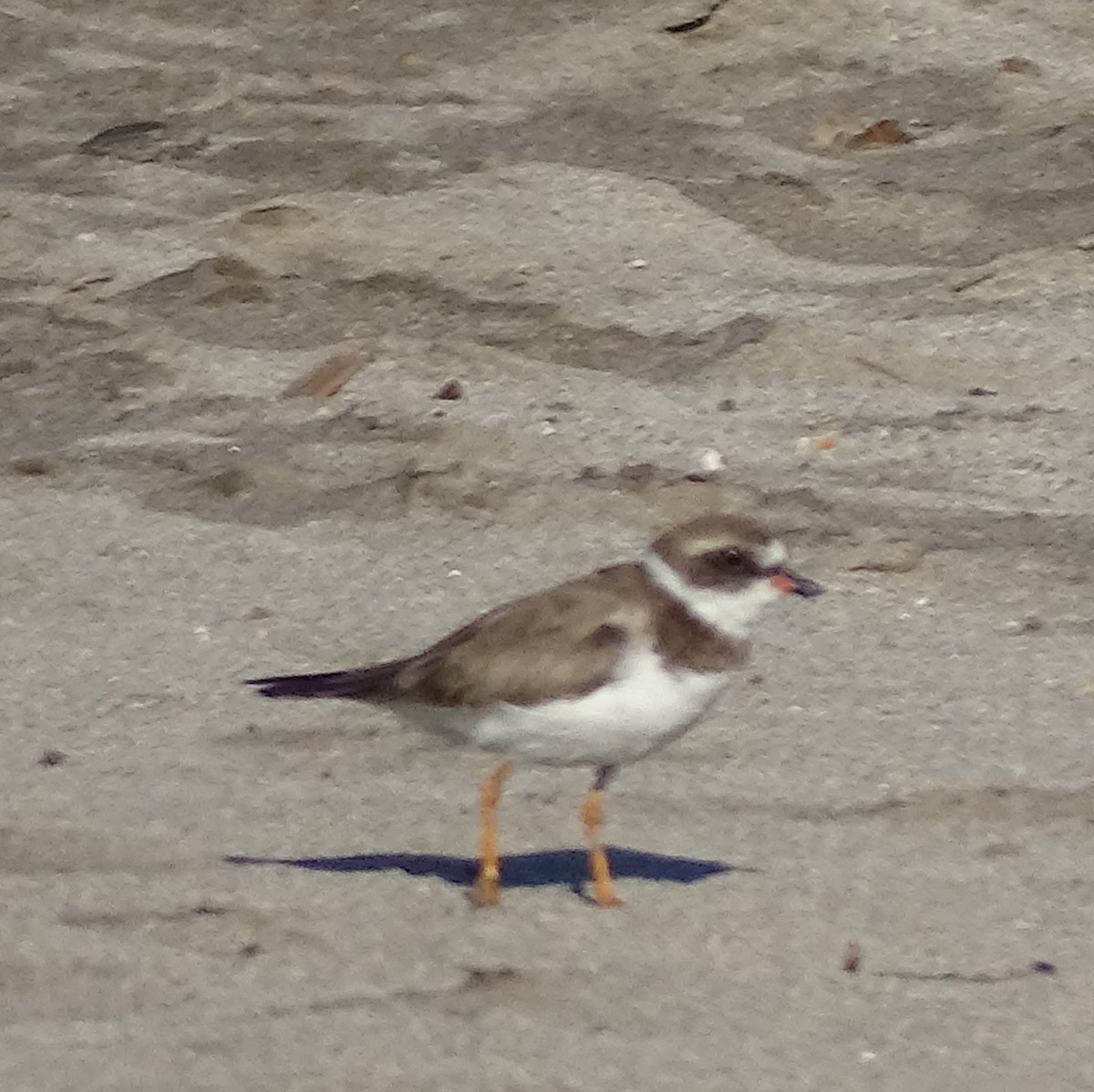 Semipalmated Plover - ML615406238