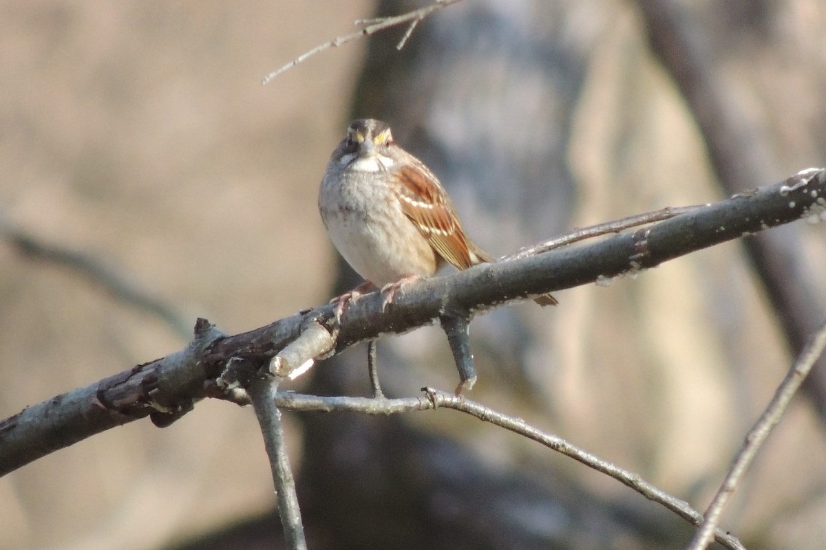 White-throated Sparrow - ML615406299
