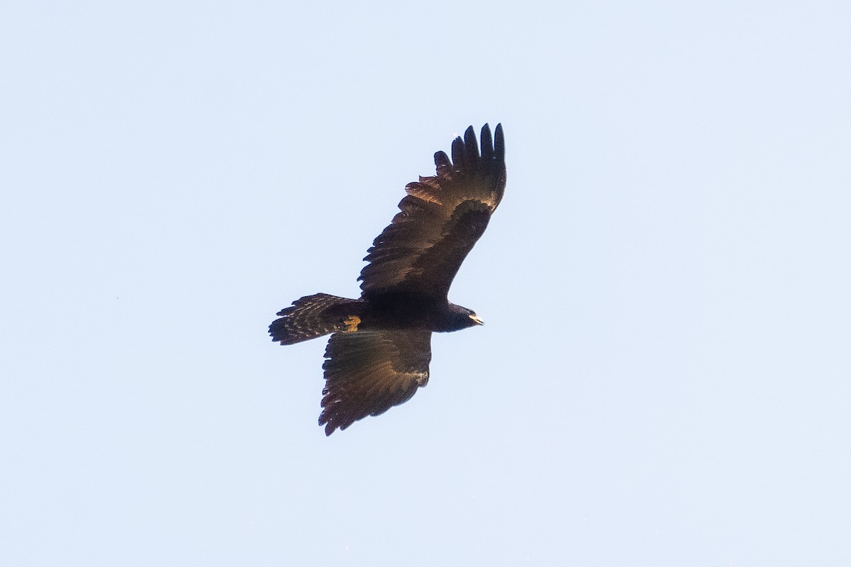 Black Eagle - ML615406692