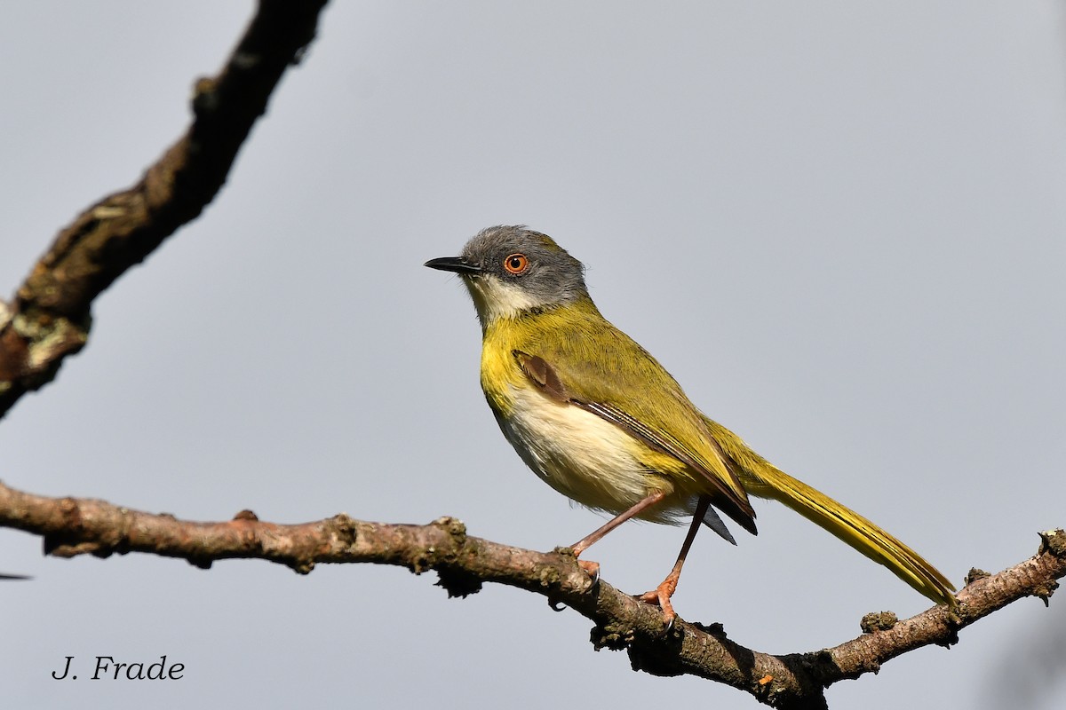 Yellow-breasted Apalis - ML615406709