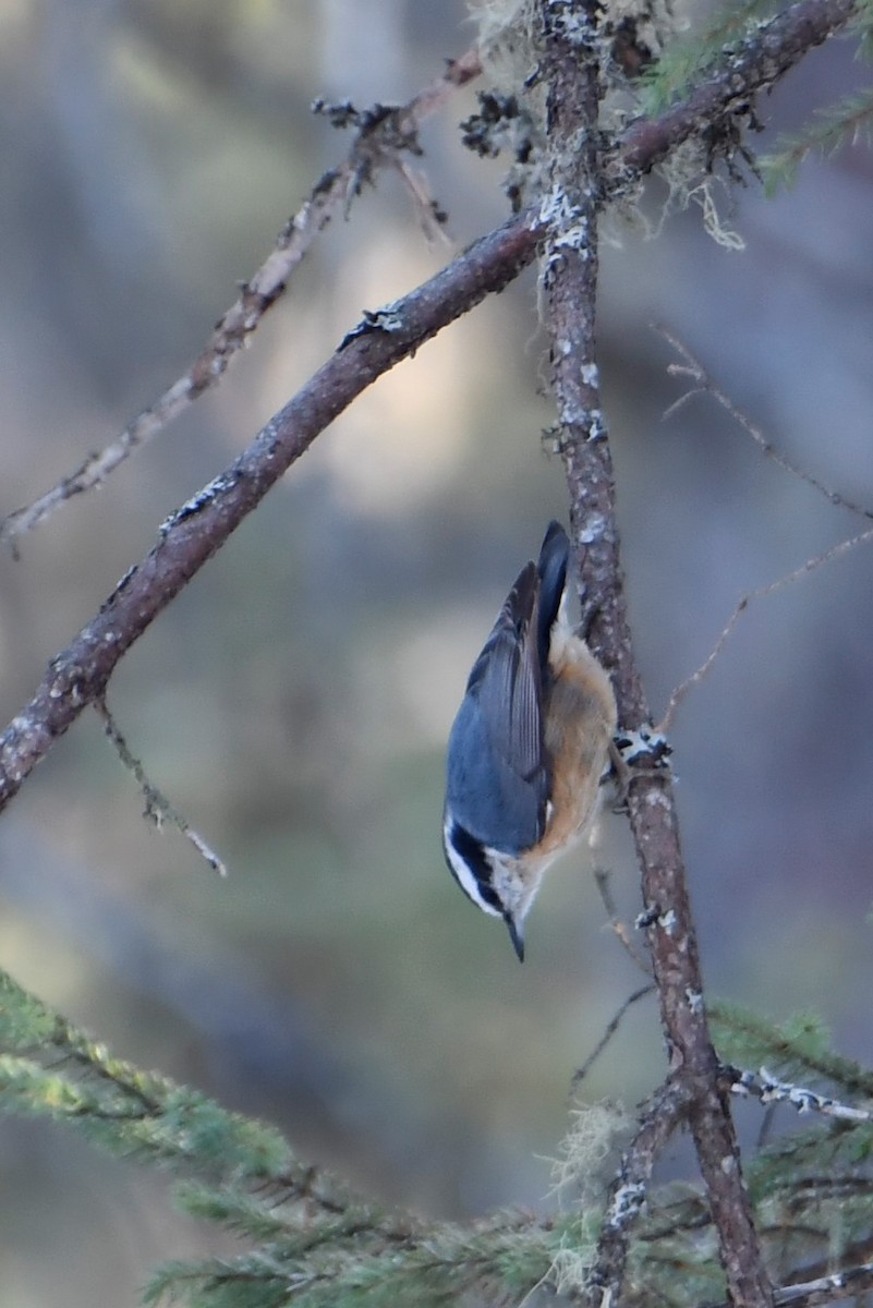 Red-breasted Nuthatch - ML615406714