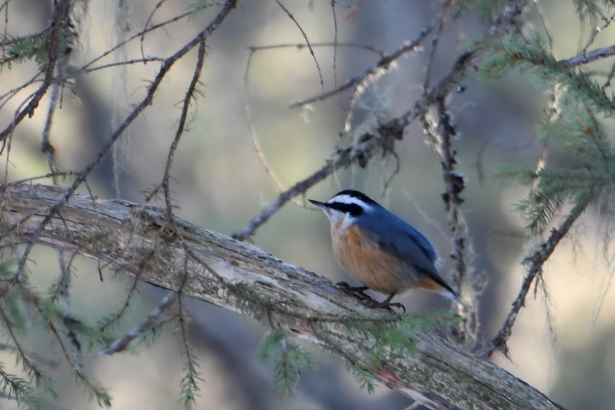 Red-breasted Nuthatch - ML615406726