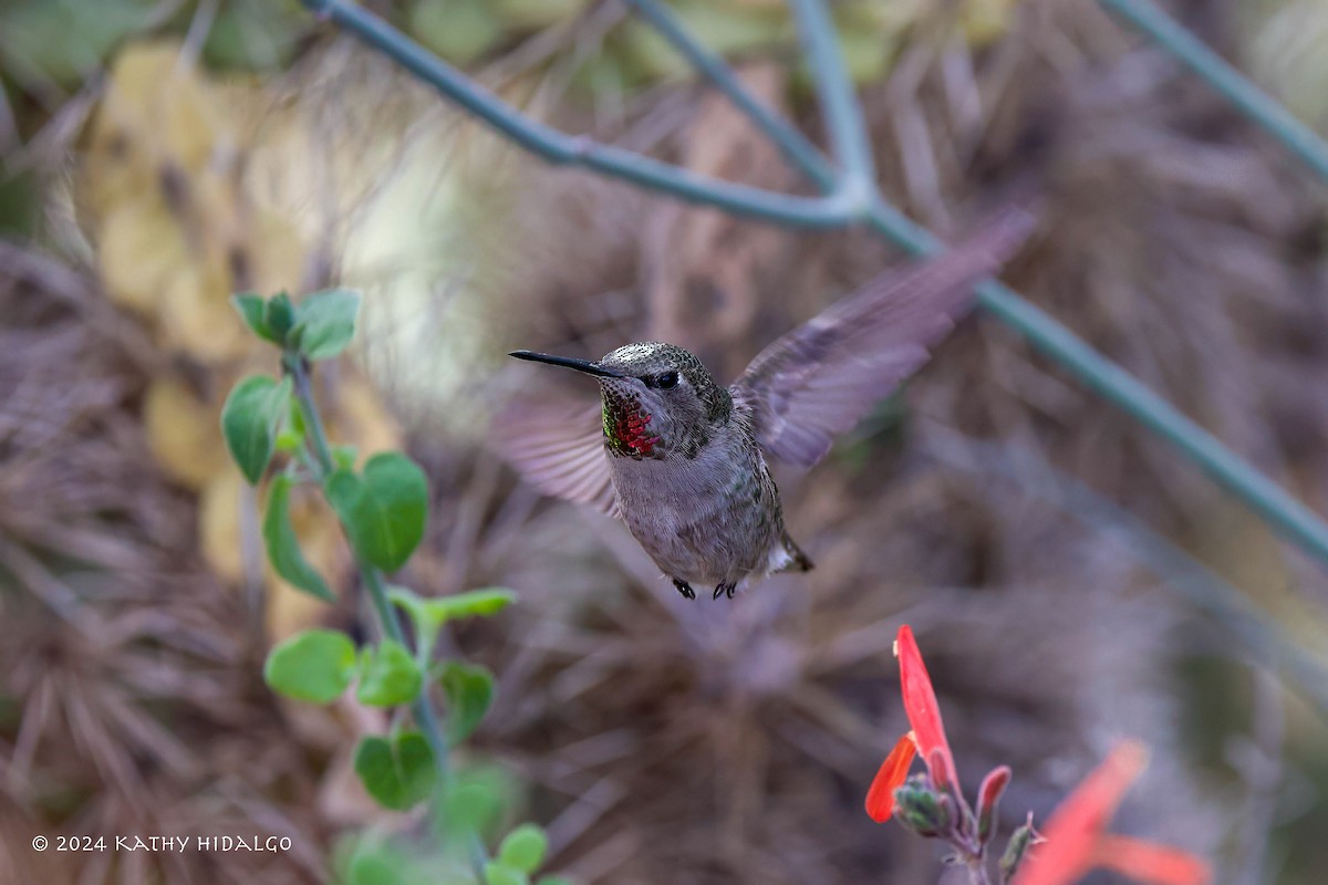 Anna's Hummingbird - ML615406976