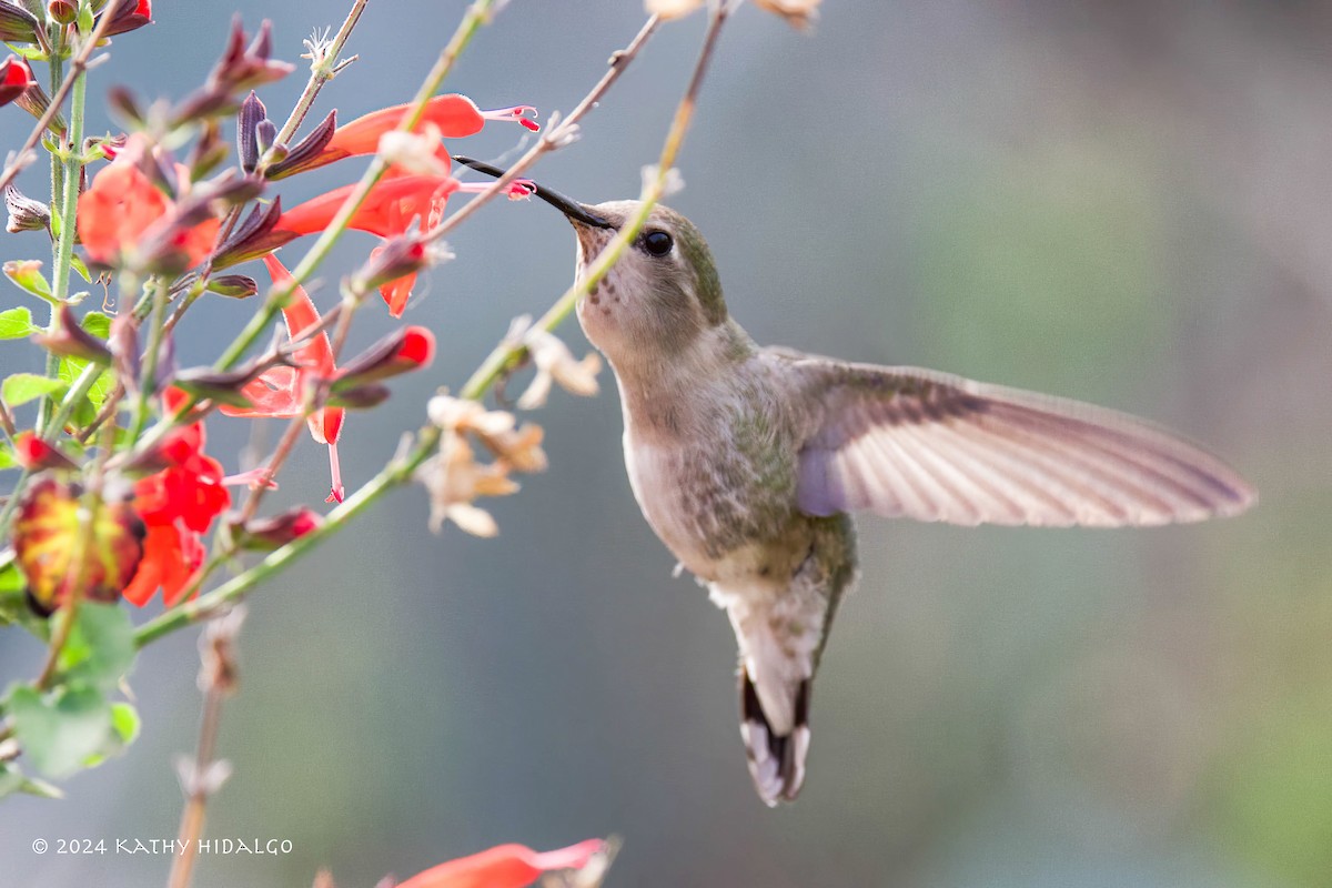 Costa's Hummingbird - ML615406991