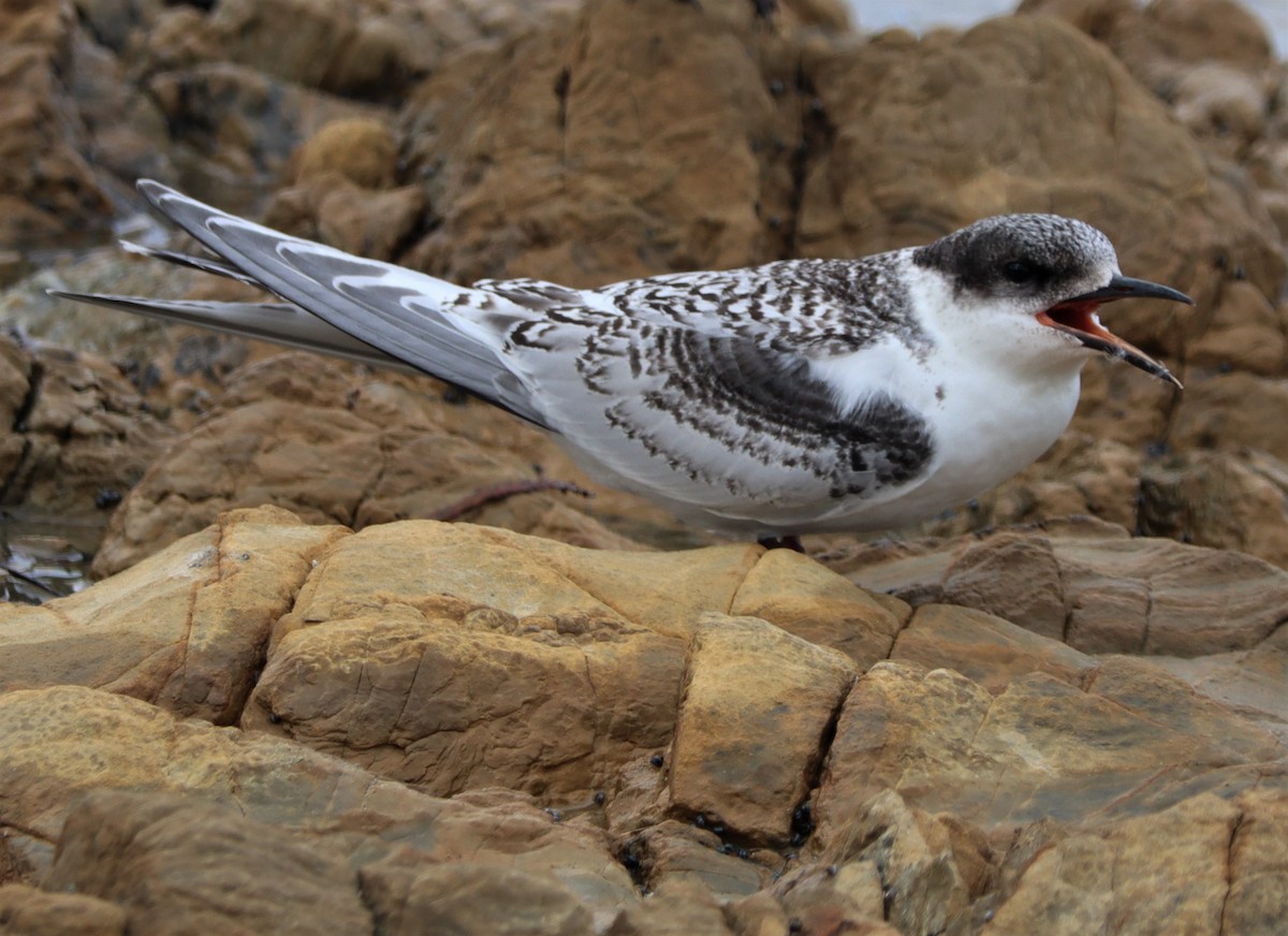 White-fronted Tern - ML615407290