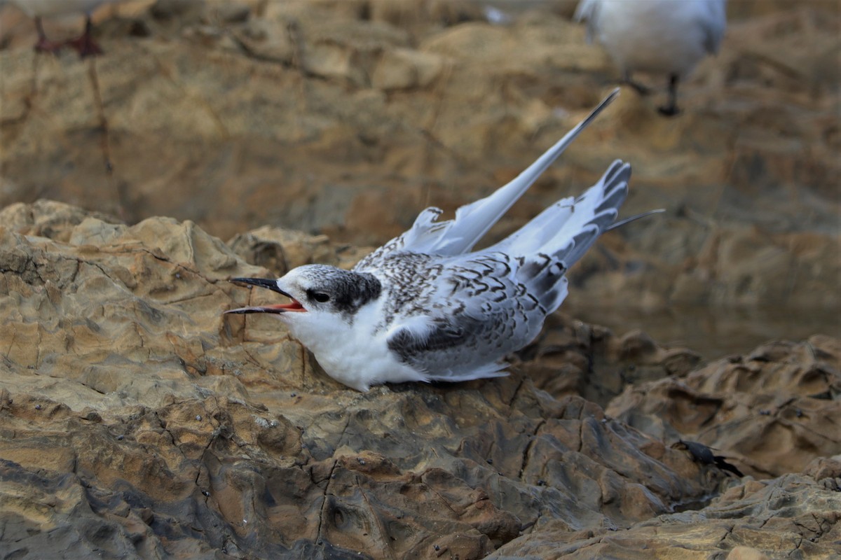 White-fronted Tern - ML615407291