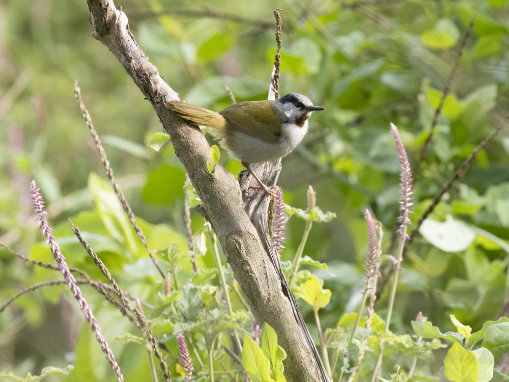 Gray-capped Warbler - ML615407296