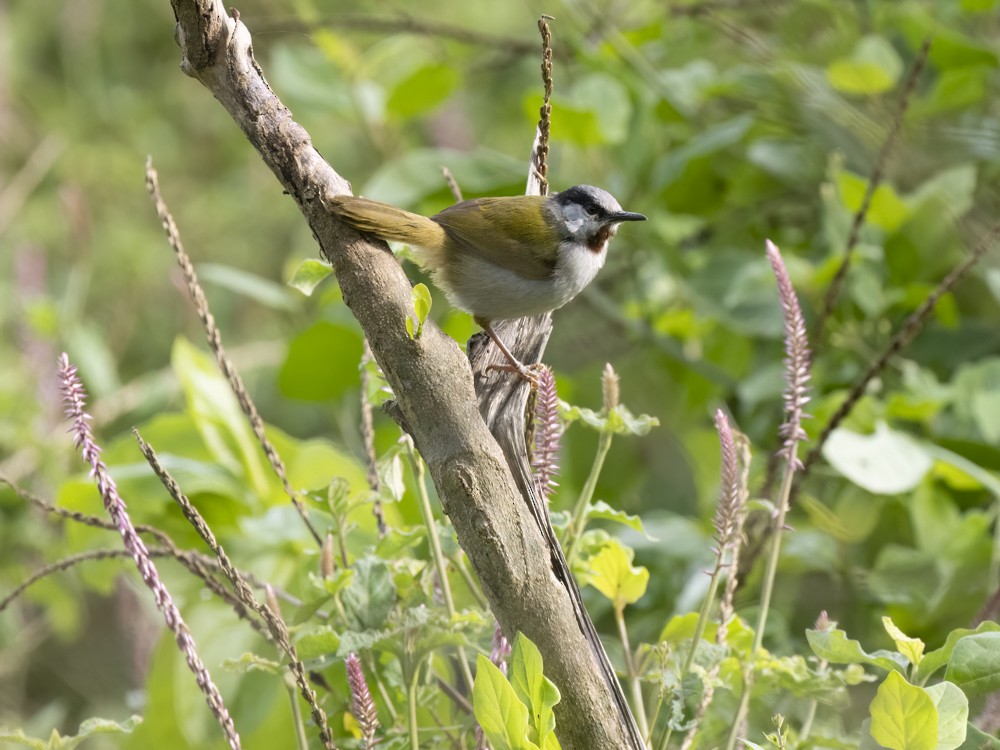 Gray-capped Warbler - ML615407298