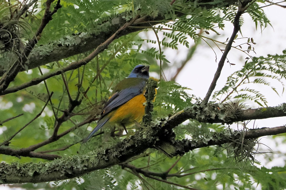 Blue-and-yellow Tanager (Green-mantled) - ML615407429