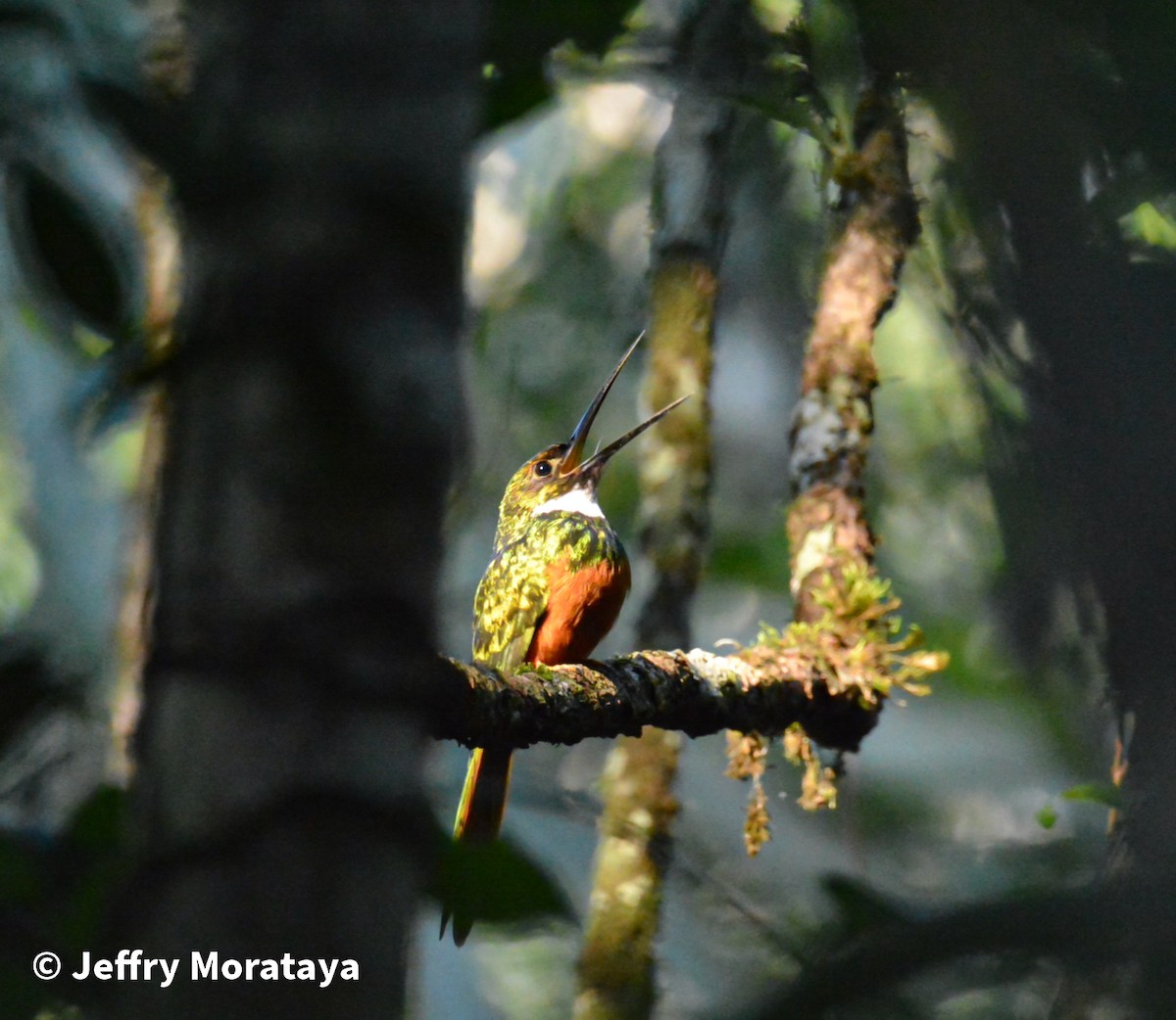 Rufous-tailed Jacamar - Jeffry Morataya