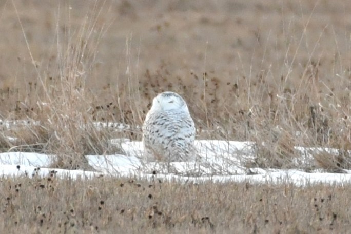 Snowy Owl - ML615407544