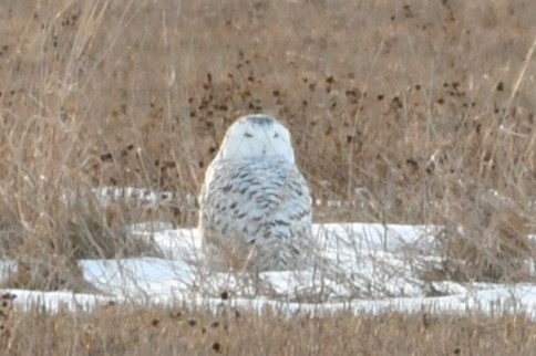 Snowy Owl - Scott Huizenga