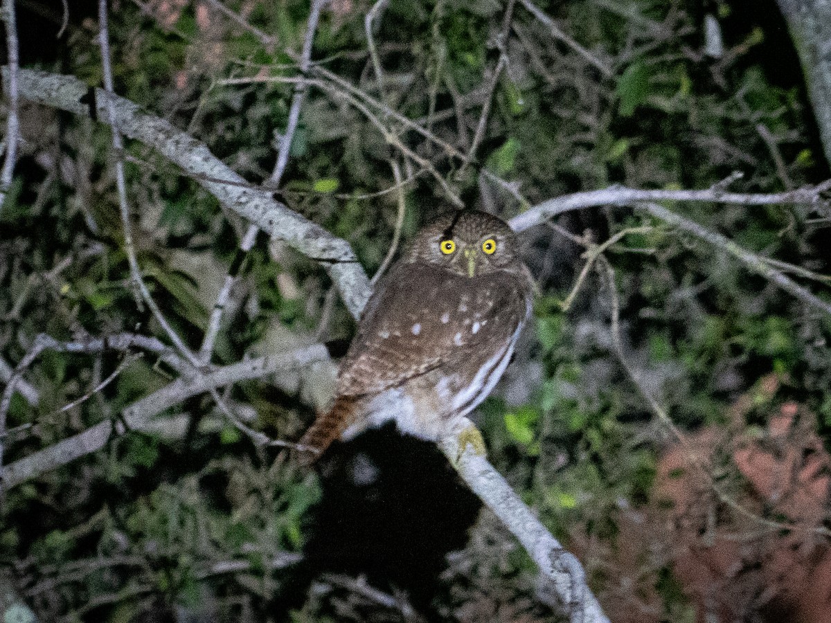 Ferruginous Pygmy-Owl - Garret Leopold