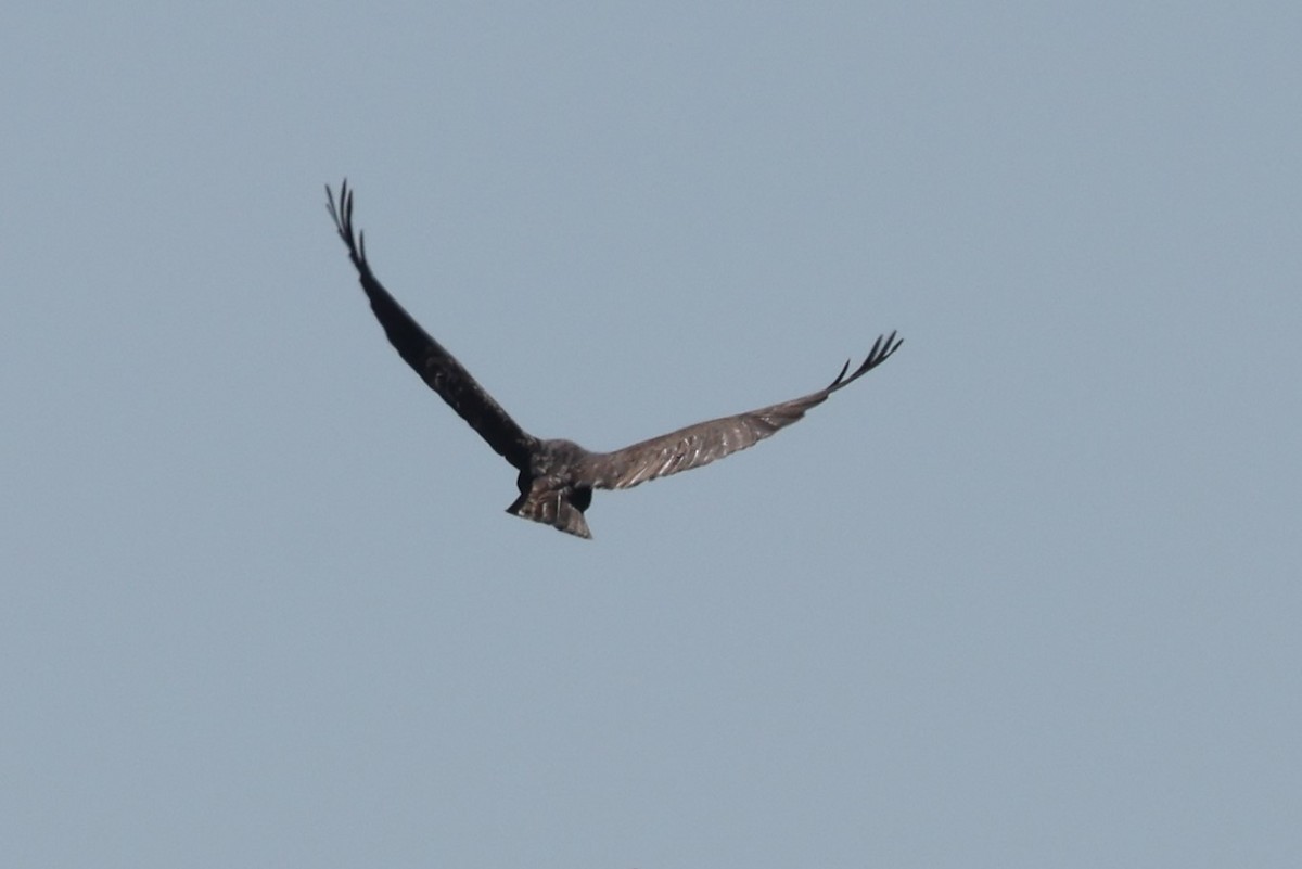 Short-tailed Hawk - ML615407775