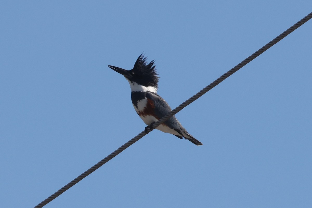 Belted Kingfisher - ML615407780