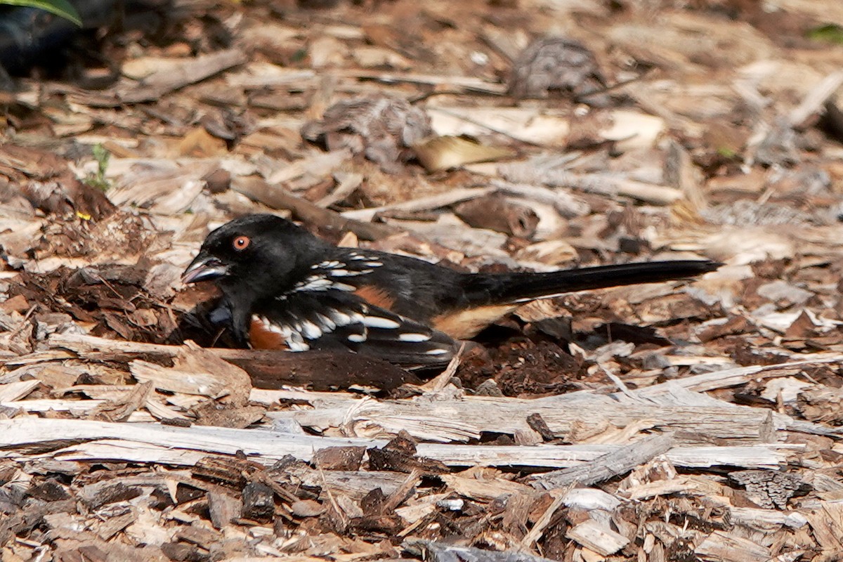 Spotted Towhee - ML615407936