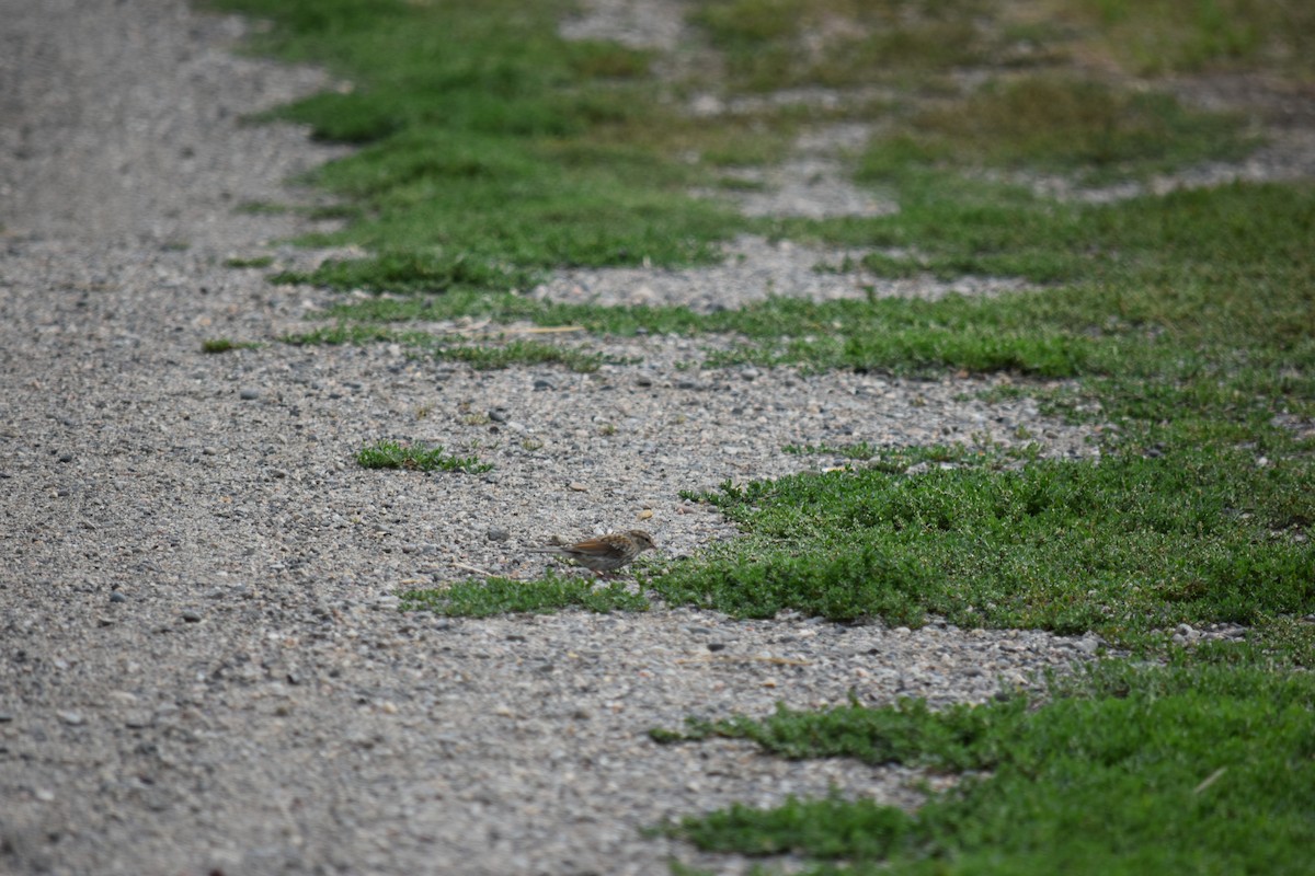 Chipping Sparrow - ML615408196
