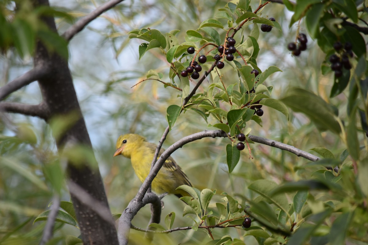 Western Tanager - Hayley Lester