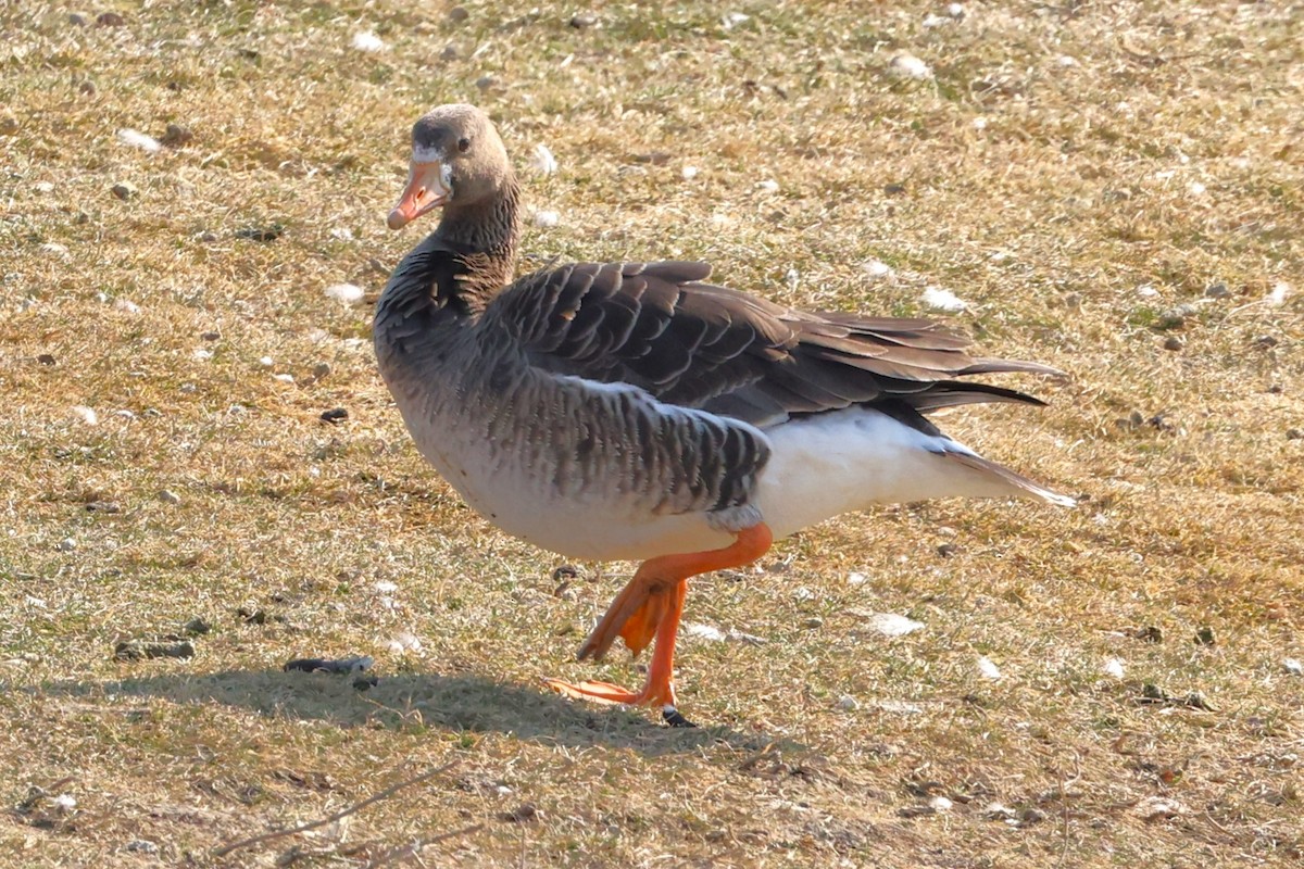 Greater White-fronted Goose - ML615408496