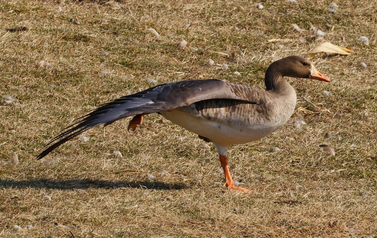 Greater White-fronted Goose - ML615408500