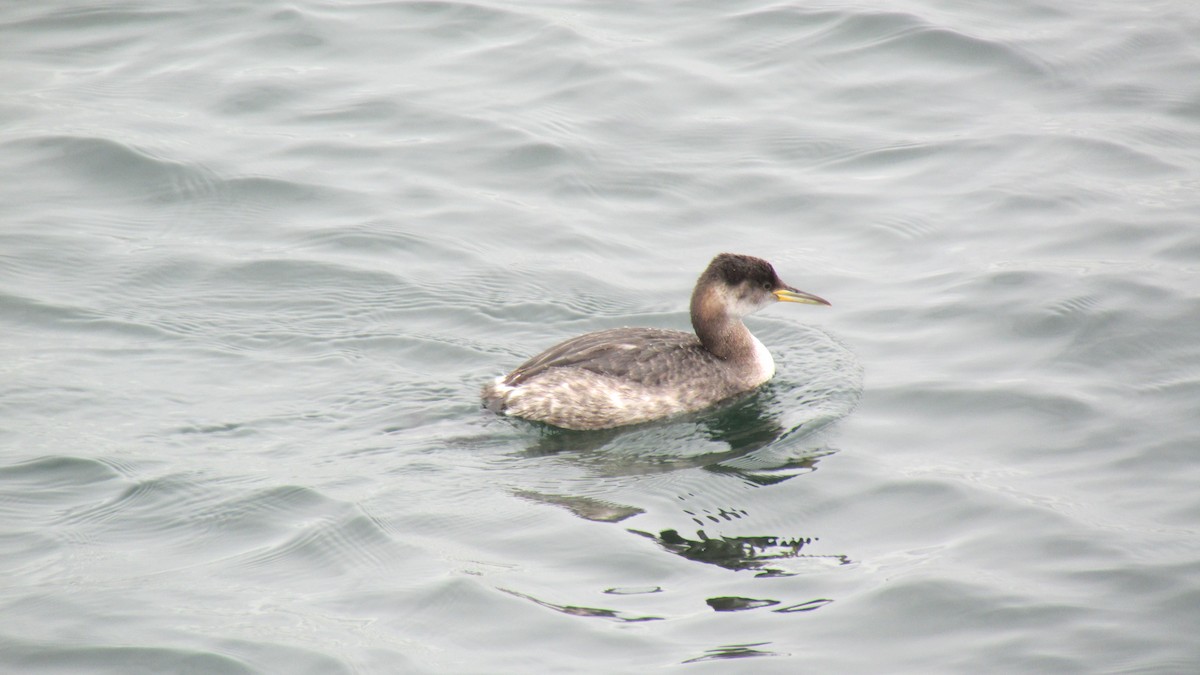 Red-necked Grebe - ML615408503