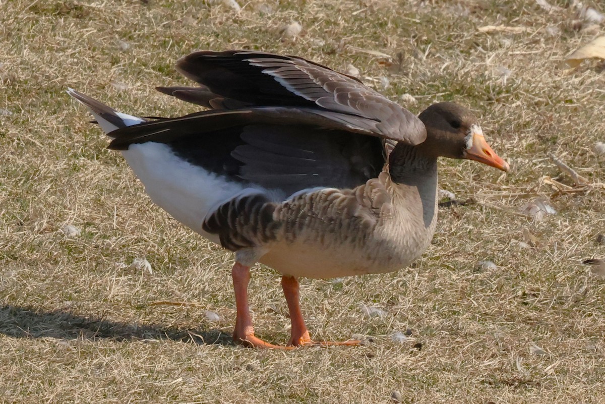 Greater White-fronted Goose - ML615408505
