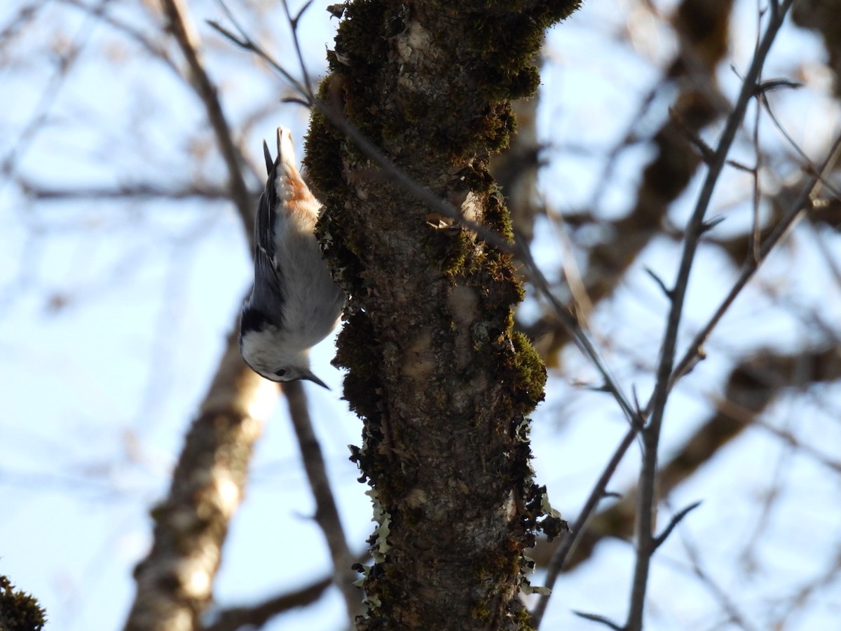 White-breasted Nuthatch - ML615408629
