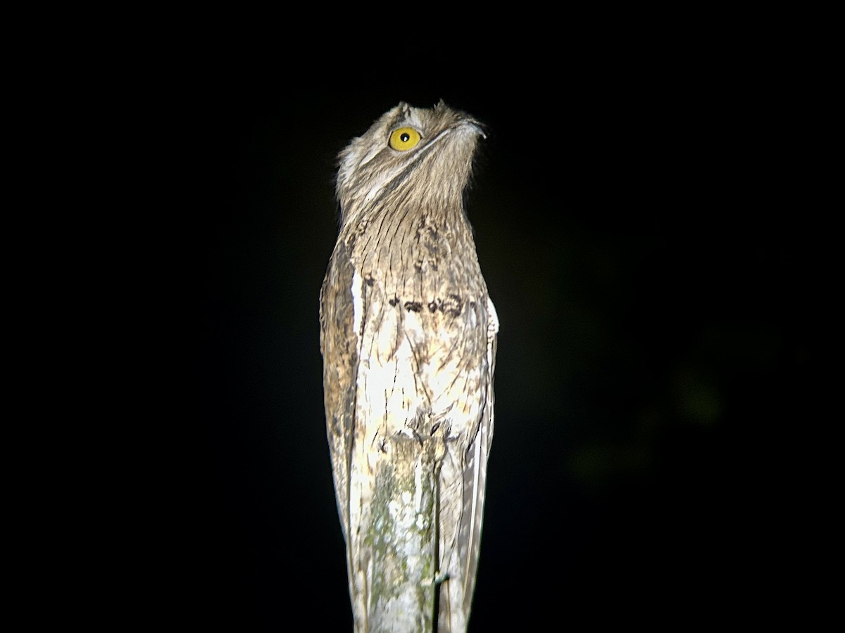 Northern Potoo (Middle American) - ML615408709