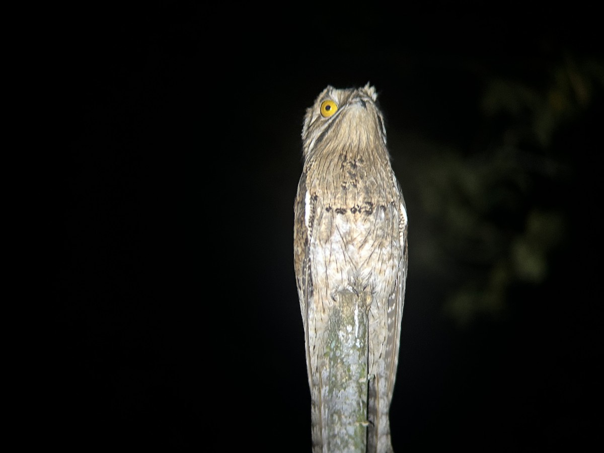 Northern Potoo (Middle American) - ML615408710