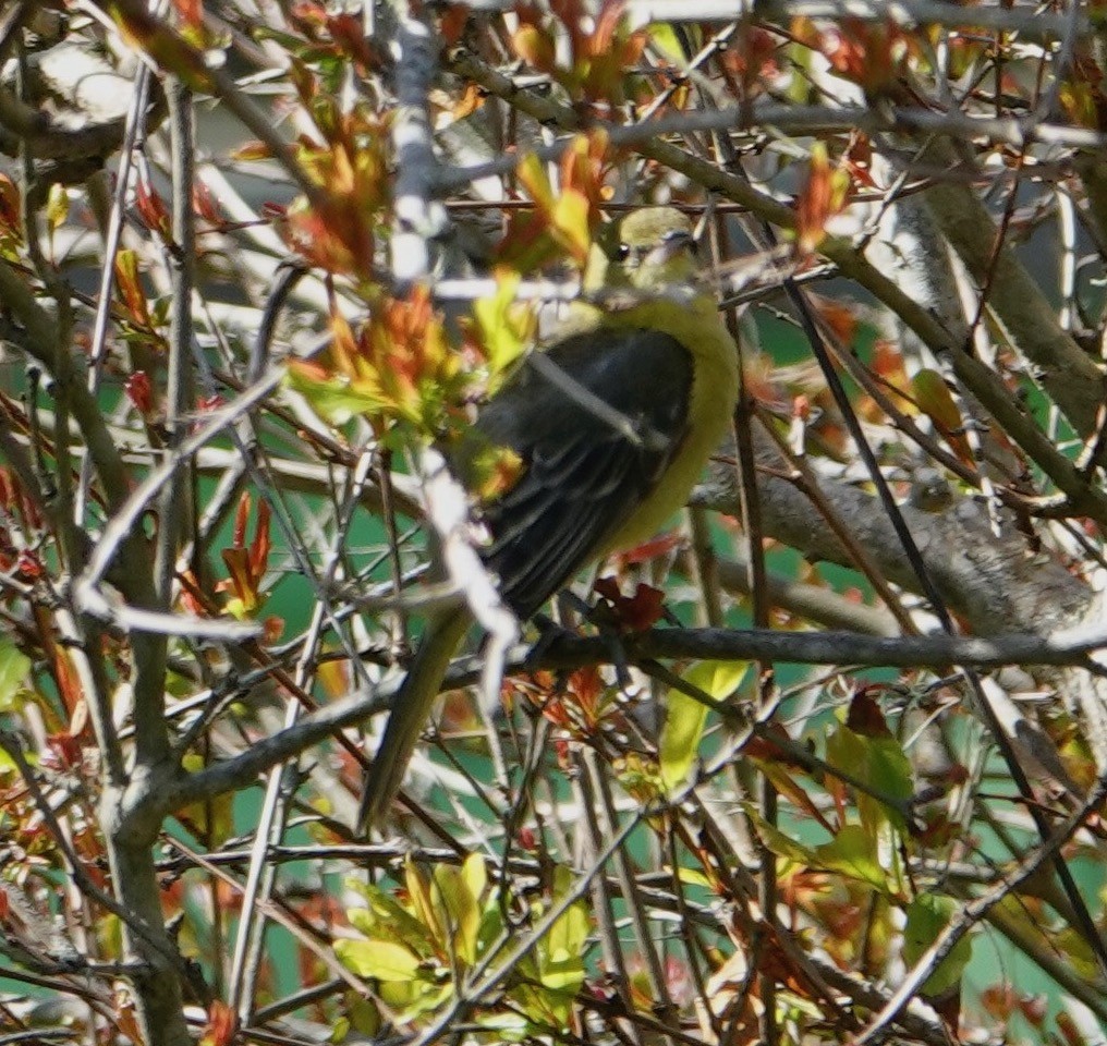 Orchard Oriole - ML615408847