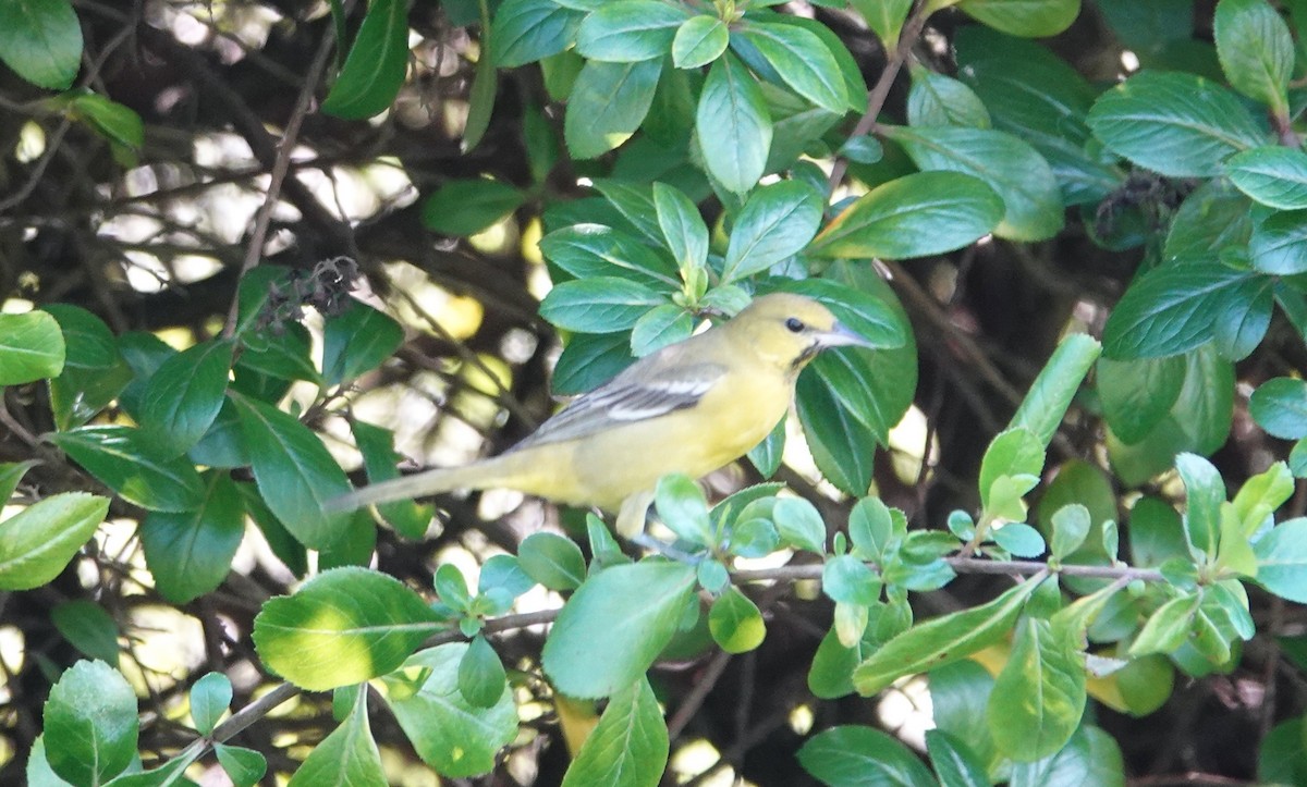 Orchard Oriole - ML615408866