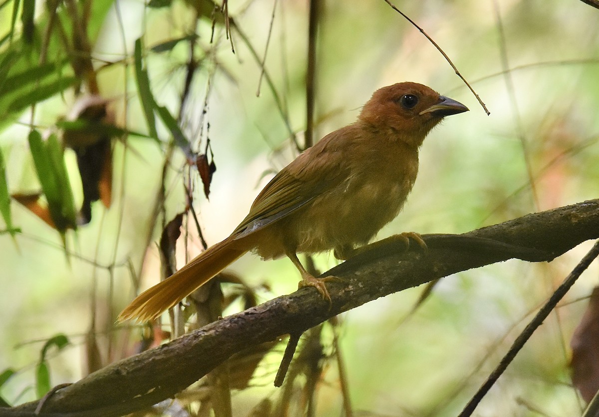 Red-crowned Ant-Tanager - ML615408908