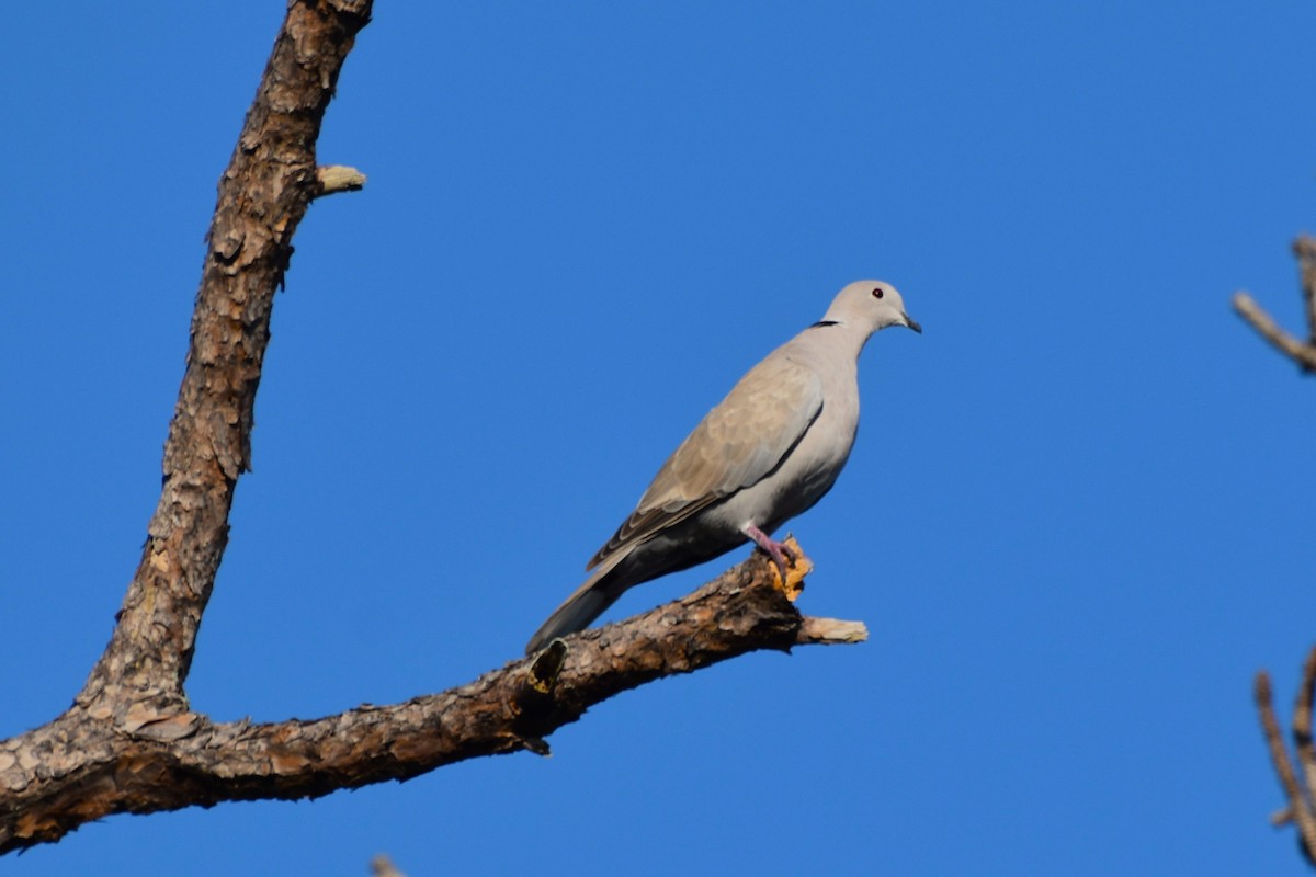 Eurasian Collared-Dove - ML615408913