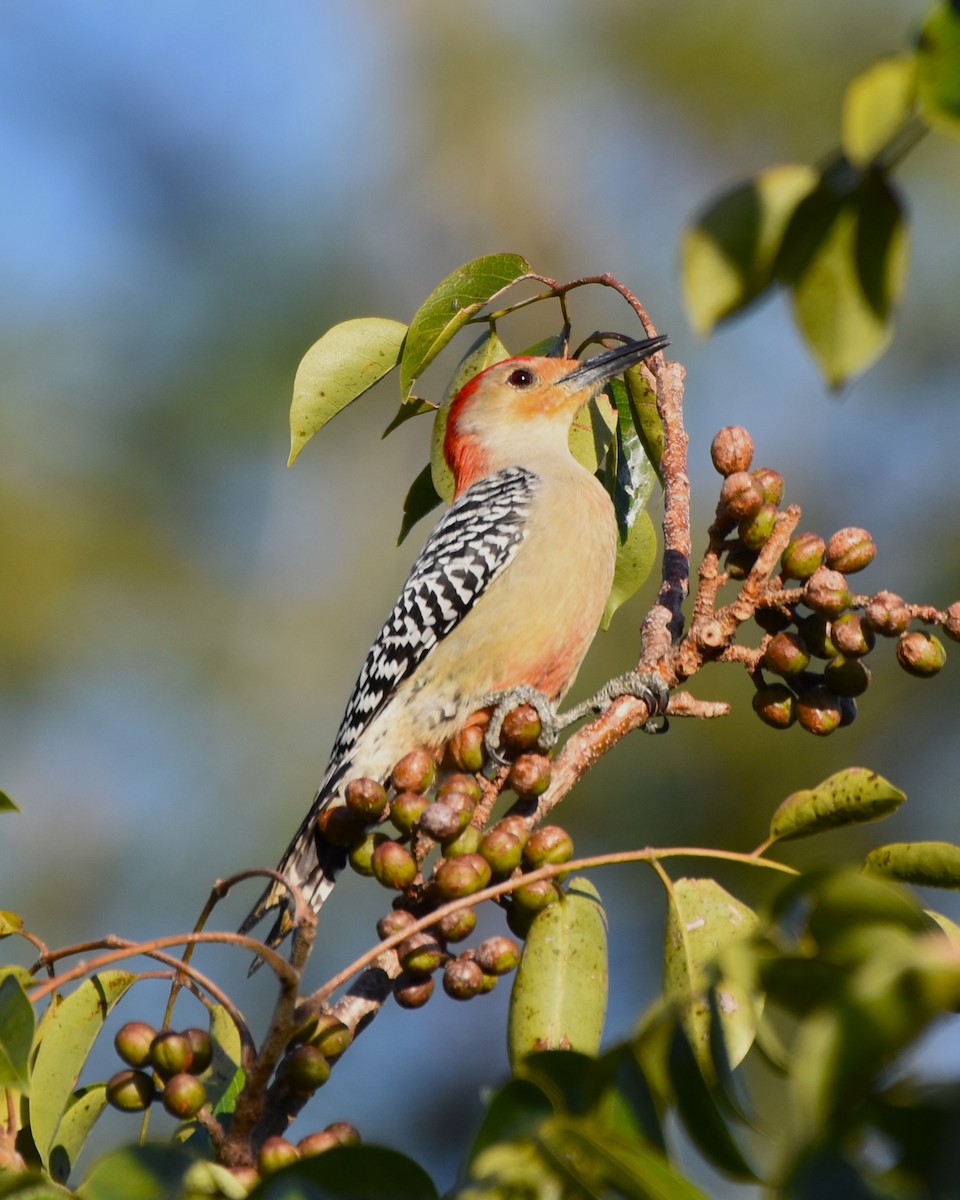 Red-bellied Woodpecker - ML615408938